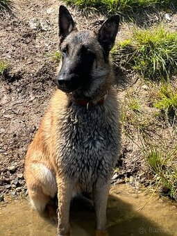 REZERVACE………Stěně pes Malinois 9 měsíců