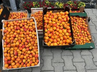 🍑 🍑ČERSTVÉ SLADKÉ MERUŇKY – PRÁVĚ DOČESANÉ🍑🍑