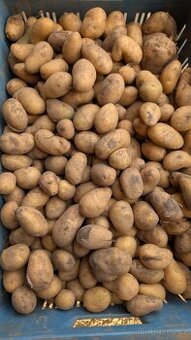 Krmné brambory - 1