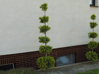 TOPIARY túje, tůje