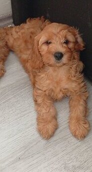 Maltipoo