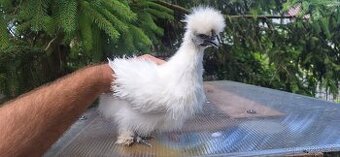 Hedvábnička zdrobnělá bezvousá kohout