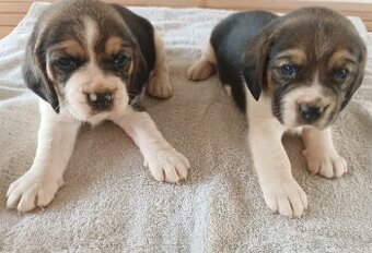 Bígl Beagle Bigel Bigl šteniatka