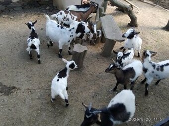 Holandská zakrslá kůzlata - prodej/výměna