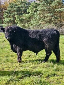 Plemenný býk GALLOWAY - výborné hodnocení a genetika