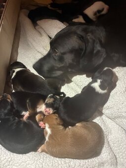 krásná štěňata křížence