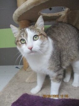 Elegantní kočička Gira zkrášlí domácnost