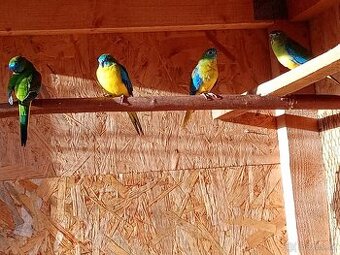 Neoféma tyrkysová přírodní