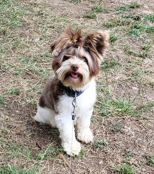 Jorkšírský teriér štěňátko pejsek