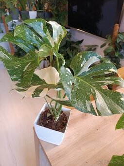 Monstrera Thai Constellation 1