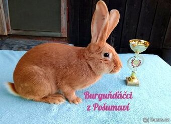 BURGUNDSKÝ králík s PP - SAMEČEK ja2 ⭐️⭐️⭐️