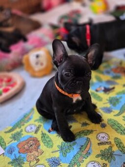 Francouzský buldoček