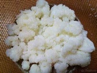 Tibetská "kefírová" houba