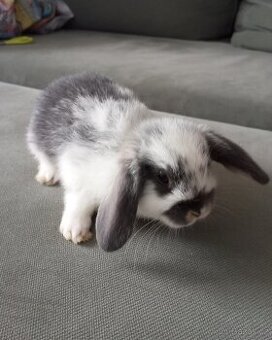 Zakrslý beránek králíček