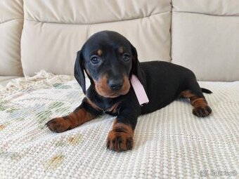 Jezevčík hladkosrstý trpasličí