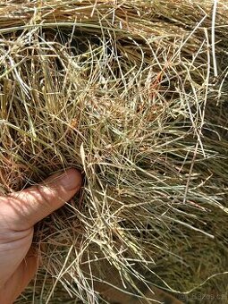 Krásné seno z Vysočiny