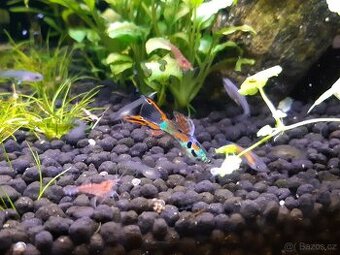 Živorodka Wingeova (Endlerka) a živorodka duhová (Paví očko)