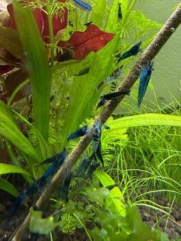 Přebytek Neocaridina Blue Dream