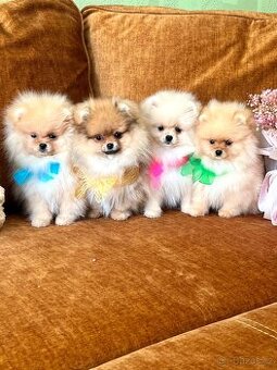Štěňátka Pomeranian