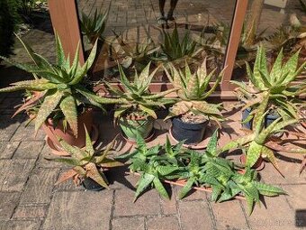 Aloe vera různé velikosti od 30 do 300 Kč, Kladno