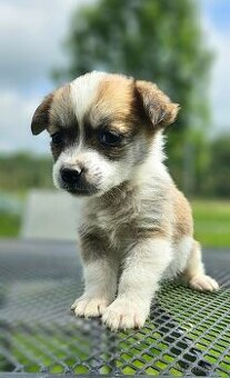 Jack russel a jezevčik kříženci