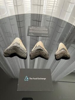 Megalodon