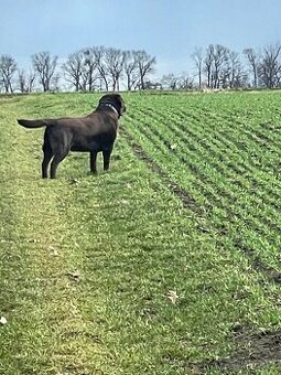 Labrador - 1