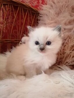 Ragdoll