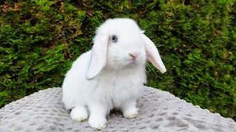 Zakrslý beránek, králíček, králík - TYMIÁN