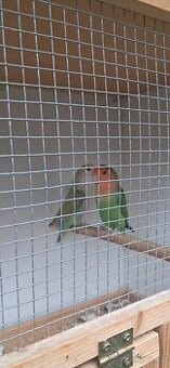 Agapornis růžohrdlý