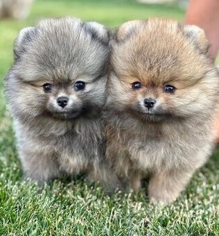 Pomeranian PP