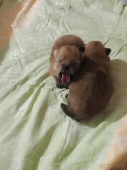 Pomeranian