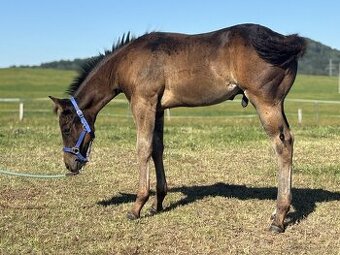 Letošní APH hřebeček