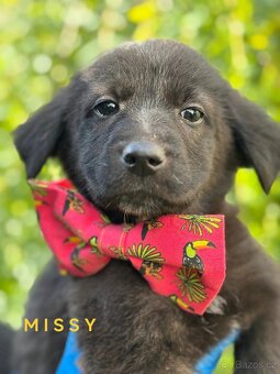 MISSY - fenečka, štěně 3 měsíce - 1