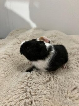 Poslední volný sameček