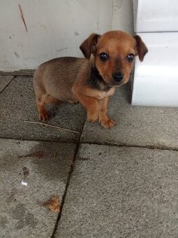 Jezevčík trpasličí