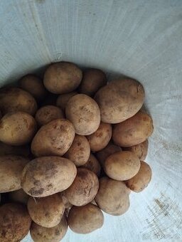 Brambory konzumní Antonie