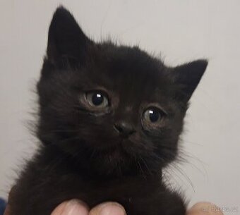 Daruji kočičího kluka