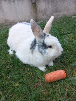 Daruji polozakrslého králíka - 1