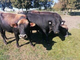 Hovězí maso_Ondřejov