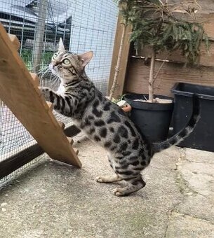 Bengálská kočka s Pp