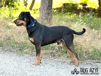 Dobrák Mayo hledá domov