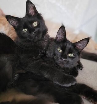 Mainská mývalí koťátka s PP