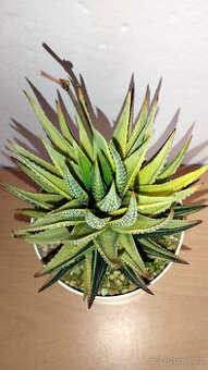 Haworthia Pumila variegated ( sukulent )