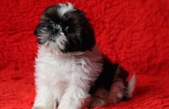 Shih Tzu pes, 3 měsíce starý