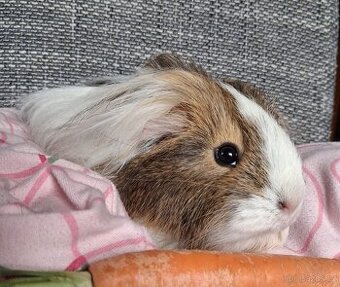 Daruji 2 leté morče samičku včetně komplet příslušenství