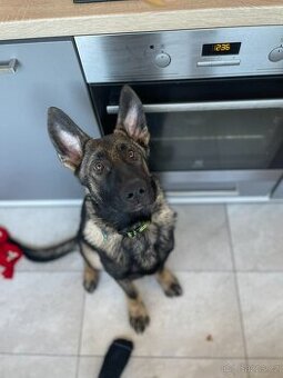 Čistokrevný německý ovčák