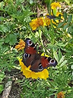 Semínka afrikánů/aksamitníků