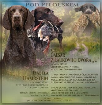 Štěňátka Německého krátkosrstého Ohaře