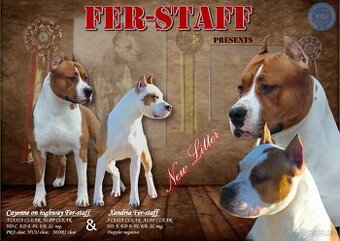 Americký stafordšírsky teriér s PP